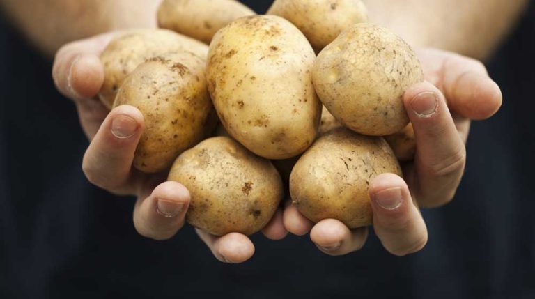 iowa potato businesses